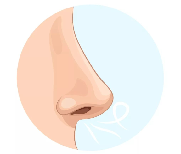 美国科学家首次绘出详细动物鼻腔嗅觉受体分布图 嗅觉系统存在精细空间组织 美国科学家首次绘出详细动物鼻腔嗅觉受体分布图 嗅觉系统存在精细空间组织
