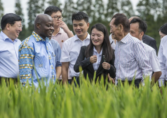 隆平弟子把非洲大米带回中国 杂交水稻有望助几内亚实现粮食自给