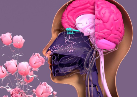 美国科学家首次绘出详细动物鼻腔嗅觉受体分布图 嗅觉系统存在精细空间组织 美国科学家首次绘出详细动物鼻腔嗅觉受体分布图 嗅觉系统存在精细空间组织