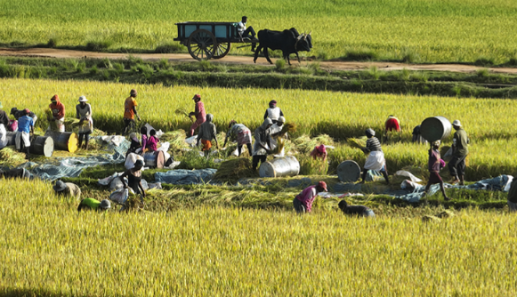 隆平弟子把非洲大米带回中国 杂交水稻有望助几内亚实现粮食自给