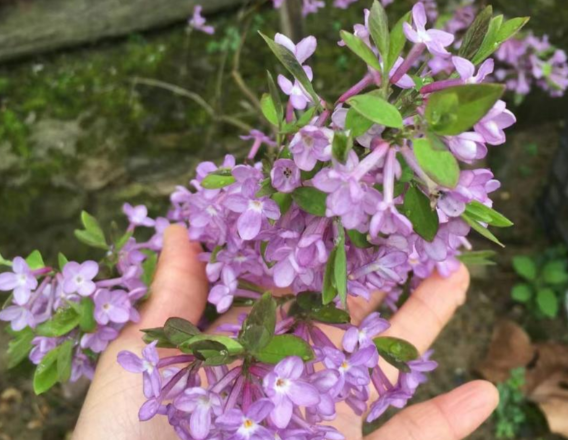 芫花的功效与作用有哪些 芫花和哪些药材一起使用效果更好 芫花的功效与作用有哪些 芫花和哪些药材一起使用效果更好