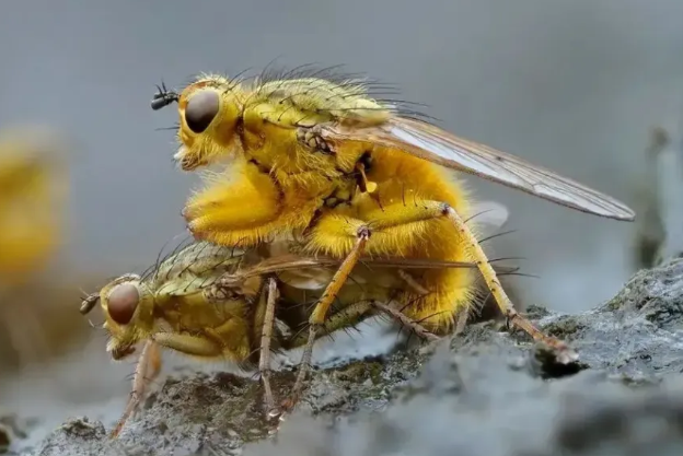 全球昆虫正在以惊人速度灭绝，昆虫会在一个世纪内灭绝吗?