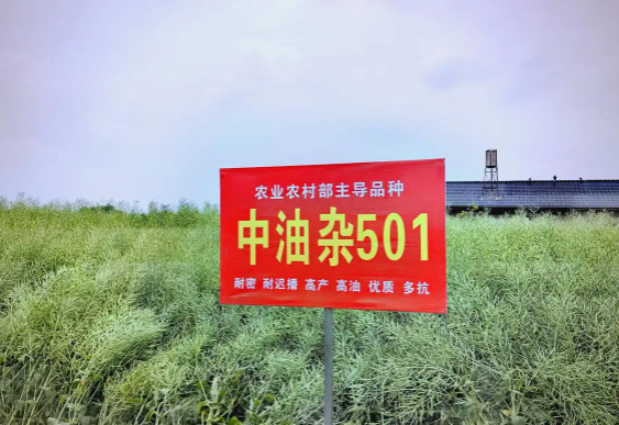 中油杂501贵州示范样板田亩产达275.75公斤 “中油杂501”及配套栽培技术克服极端天气影响