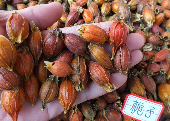 栀子的功效和作用有哪些 栀子不能和哪些药材一起服用