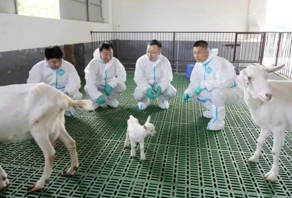 我国首次成功批量克隆超高产奶山羊 我国奶山羊生物育种技术迈入世界前列
