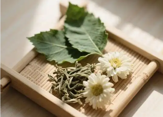 桑叶菊花茶的功效作用有哪些 哪些人群不适合饮用桑叶菊花茶