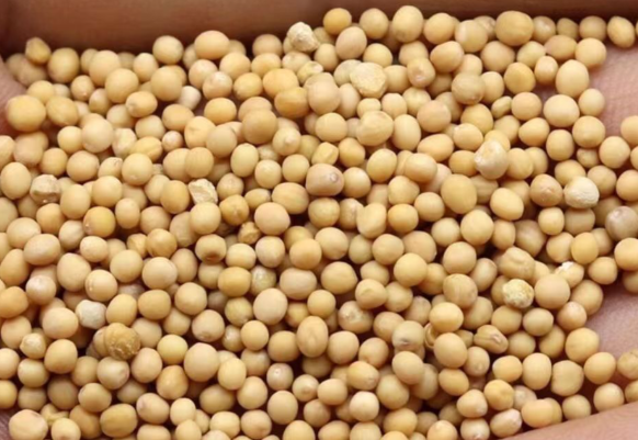 白芥子的功效与作用有哪些 白芥子和哪些药材一起使用效果更好