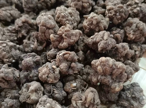 猫爪草长什么样如何分辨 猫爪草的功效与作用有哪些