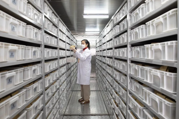 辽宁省种质资源库已保存3万多份种质资源 辽宁省种质资源库总库容达到50万份