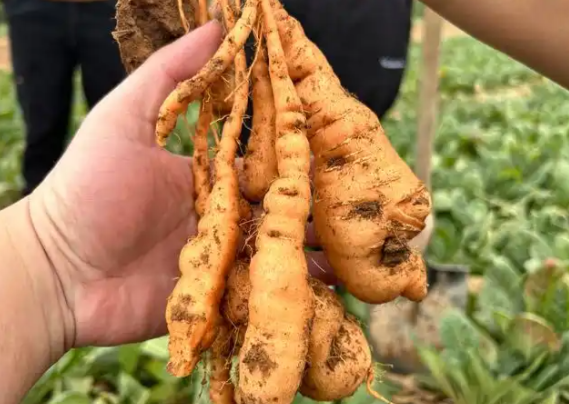 地黄的功效和作用有哪些 地黄不能和哪些药材一起使用 地黄的功效和作用有哪些 地黄不能和哪些药材一起使用