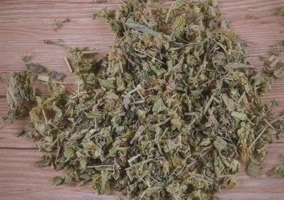 野麻草的功效与作用有哪些 野麻草和哪些药材搭配效果更好