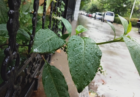 南方迎今年来最大范围高温闷热天气 未来三天中东部持续大范围降雨天气