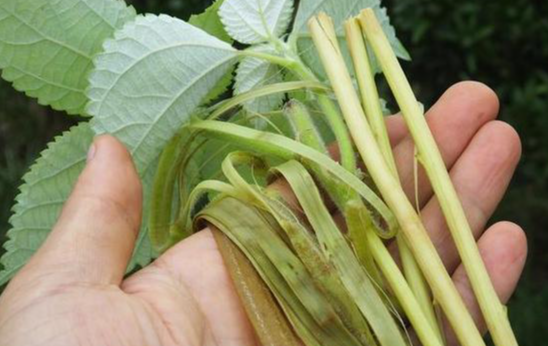 野麻草的功效与作用有哪些 野麻草和哪些药材搭配效果更好