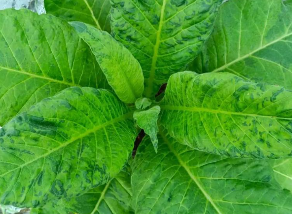 我国首款RNA生物农药获批 全球首款RNA杀菌剂在中国正式获批