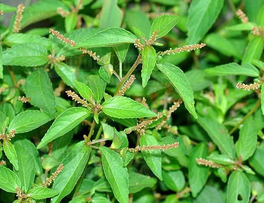 野麻草的功效与作用有哪些 野麻草和哪些药材搭配效果更好