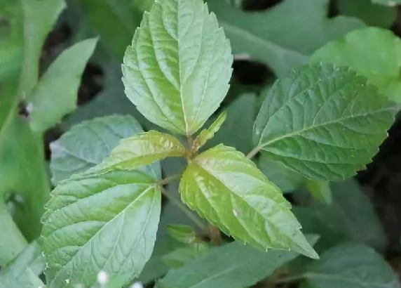 野麻草的功效与作用有哪些 野麻草和哪些药材搭配效果更好