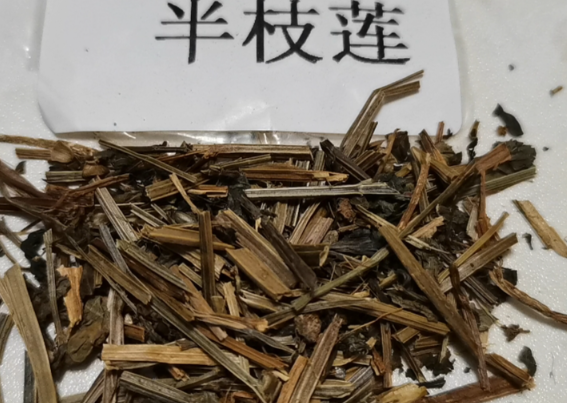 半枝莲的功效与作用有哪些 半枝莲与哪些药材一起使用效果更好