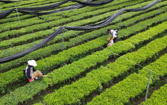 全球爆单!抹茶出口暴涨700% 一季度浙江抹茶出口同比暴涨7.3倍 全球爆单!抹茶出口暴涨700% 一季度浙江抹茶出口同比暴涨7.3倍