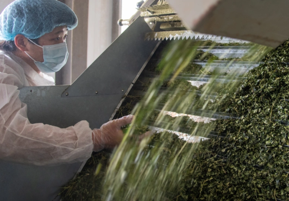 全球爆单!抹茶出口暴涨700% 一季度浙江抹茶出口同比暴涨7.3倍 全球爆单!抹茶出口暴涨700% 一季度浙江抹茶出口同比暴涨7.3倍