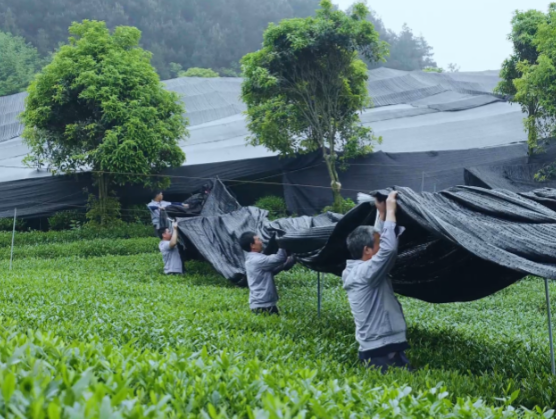 全球爆单!抹茶出口暴涨700% 一季度浙江抹茶出口同比暴涨7.3倍 全球爆单!抹茶出口暴涨700% 一季度浙江抹茶出口同比暴涨7.3倍