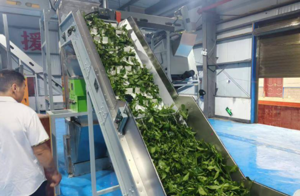全球爆单!抹茶出口暴涨700% 一季度浙江抹茶出口同比暴涨7.3倍 全球爆单!抹茶出口暴涨700% 一季度浙江抹茶出口同比暴涨7.3倍