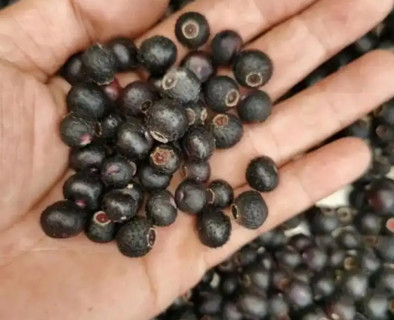 地菍的功效与作用有哪些 地菍和哪些药材搭配使用效果更好