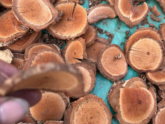 紫藤的功效与作用有哪些 紫藤和哪些药材一起使用效果更好