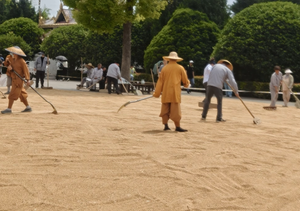 白马寺僧人顶着33度气温收麦子 5月底至6月收获季白马寺丰收晾晒小麦