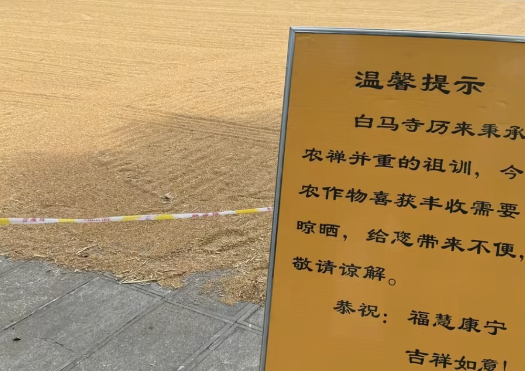白马寺僧人顶着33度气温收麦子 5月底至6月收获季白马寺丰收晾晒小麦