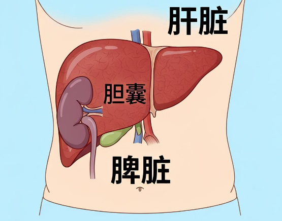 屁是脾的发声器？ 2026腿是肝的照妖镜？
