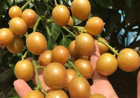 夏天吃黄皮该怎么挑？ 黄皮从果肉到树叶藏着老一辈的养生智慧