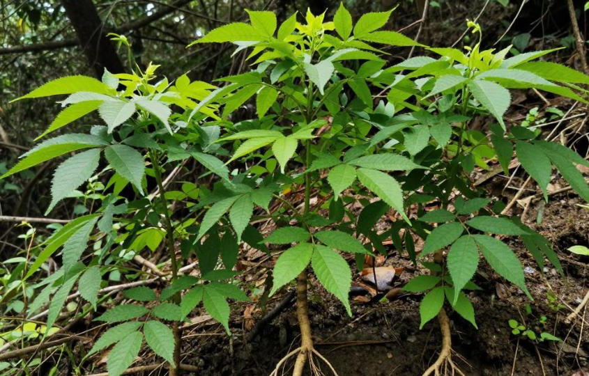 侗药外敷治跌打损伤真那么灵？ 2026侗药外敷记住这三味山间良药