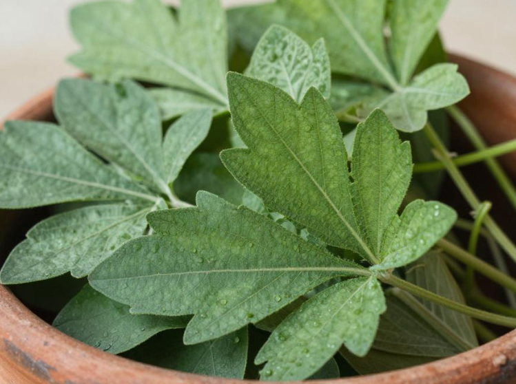 2026年埃塞俄比亚传统草药能管理高血压吗？