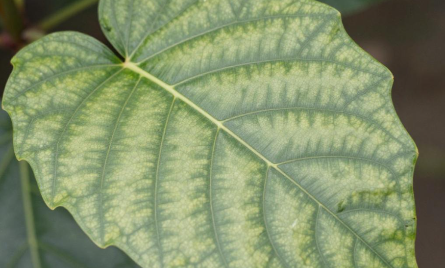 2026年科特迪瓦植物叶贴对慢性关节痛有效吗? 2026年科特迪瓦植物叶贴对慢性关节痛有效吗?