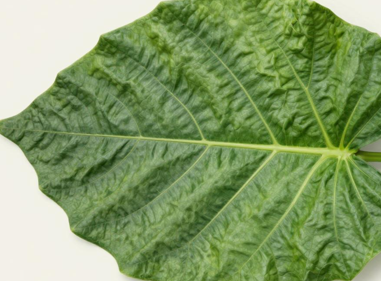 2026年科特迪瓦植物叶贴对慢性关节痛有效吗? 2026年科特迪瓦植物叶贴对慢性关节痛有效吗?