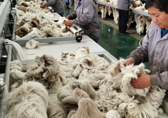 2026年秘鲁出口羊驼毛公司可以申领财税补贴吗？