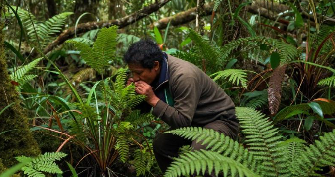东帝汶马纳图托雨林草本嗅吸习惯平复焦虑情绪? 东帝汶马纳图托雨林草本嗅吸习惯平复焦虑情绪?