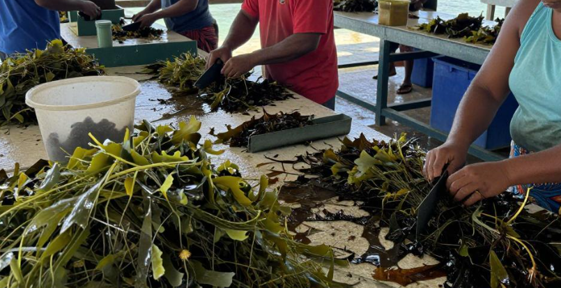 图瓦卢海草加工行业注册企业有哪些硬性资质要求？