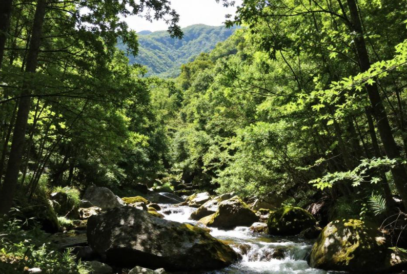 2026黑山森林空气疗愈可缓解焦虑躯体化反应吗？