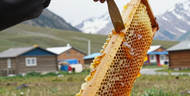 塔吉克斯坦高山蜂蜜疗法是当地人缓解季节性过敏的传统选择