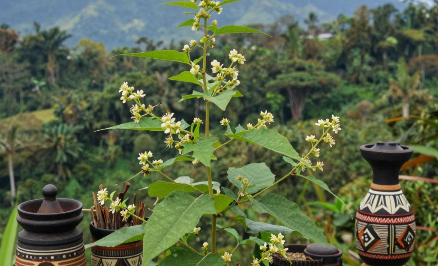 东帝汶传统草药按摩能缓解偏头痛症状吗？