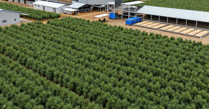 马达加斯加塔那那利佛香草产业如何发行债券? 2026马达加斯加香草债券发行攻略