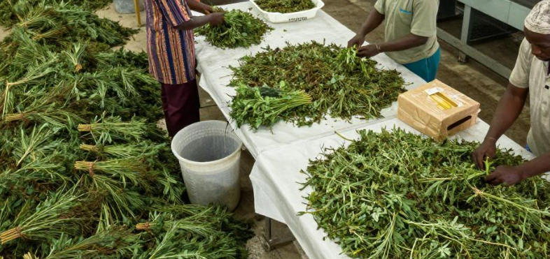 马达加斯加塔那那利佛香草产业如何发行债券? 2026马达加斯加香草债券发行攻略