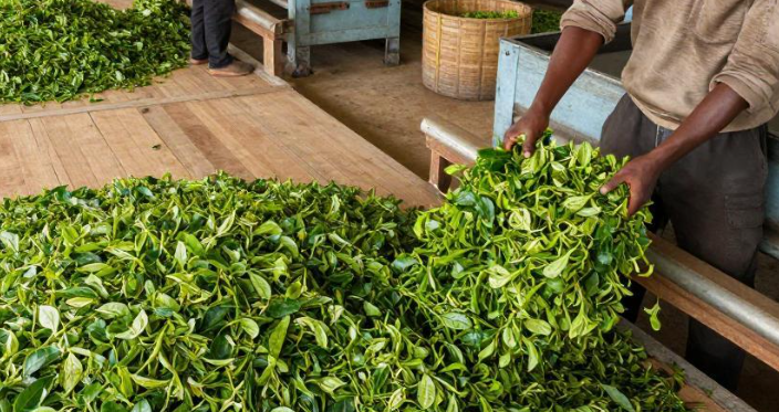 马拉维茶叶出口公司注册条件有哪些？