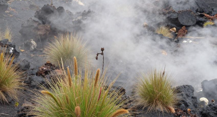 2026年卢旺达火山草本熏蒸清除体内湿寒吗？