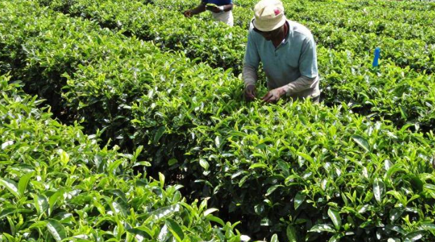 马拉维茶叶出口公司注册条件有哪些？