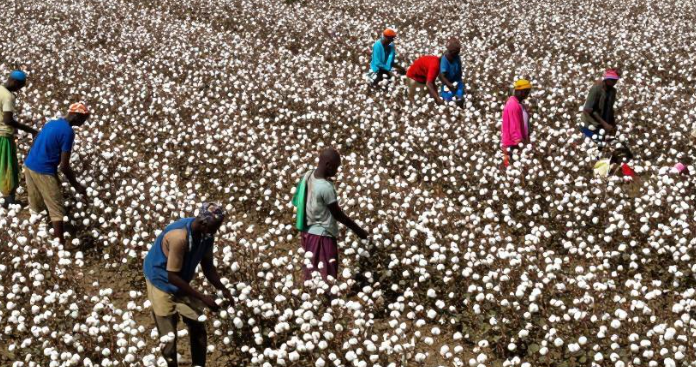  布基纳法索瓦加杜古棉花产业如何申请金融牌照? 2026布基纳法索棉花金融牌照申请攻略