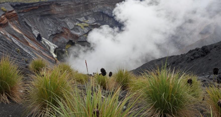 2026年卢旺达火山草本熏蒸清除体内湿寒吗？