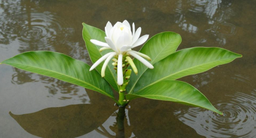 文莱姜花水能祛水村湿重？2026 文莱斯里巴加湾湿体调理
