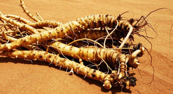 2026年厄立特里亚沙漠根须药膳缓解体虚盗汗吗？